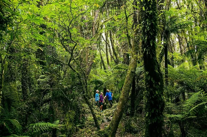 Zwei Wanderer auf einem schmalen Pfad durch dichten grünen Regenwald